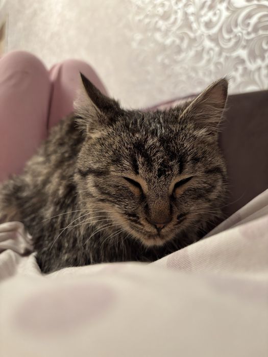 СРОЧНО котенок в добрые руки