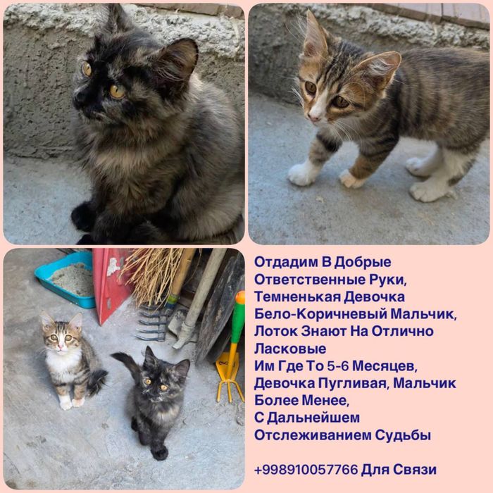 Отдам даром в ответсвенные руки