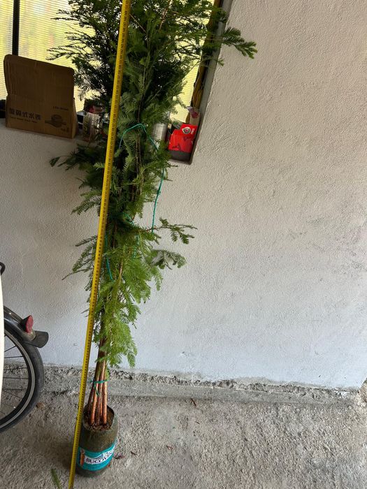 Chiparos de balta-Taxodium distichum si alte specii ornamentale