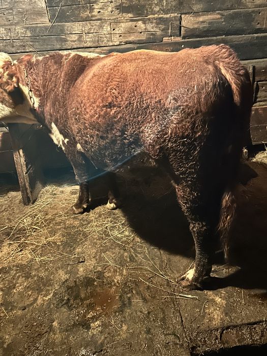 Ақ бас өгіз сатам 3 жасар (кастрат)