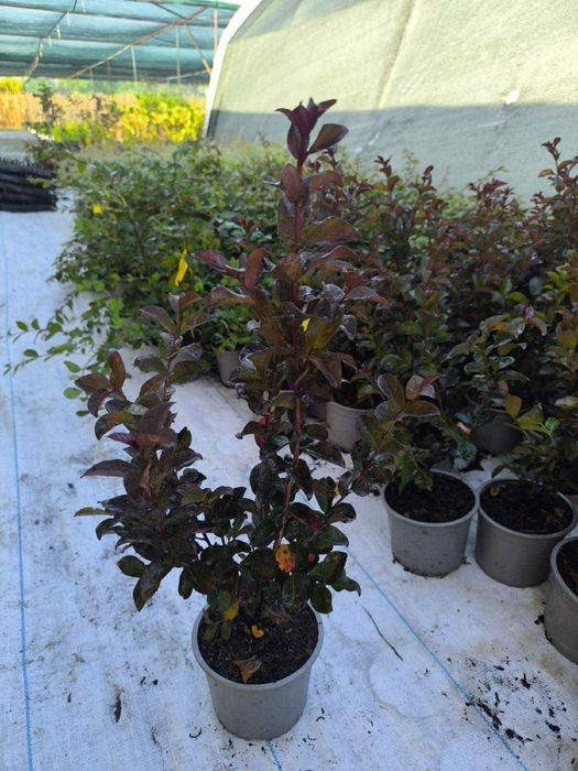 Индийски люляк/Lagerstroemia indica