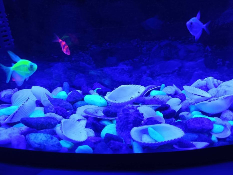 Рыбы разноцветные