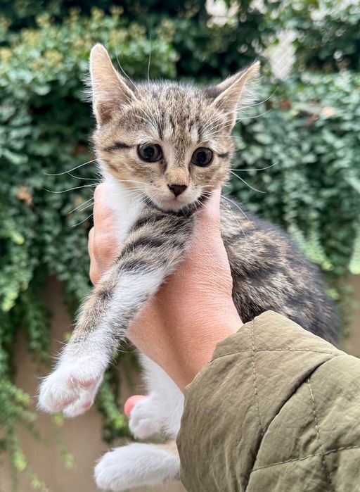 Подарявам коте на три месеца