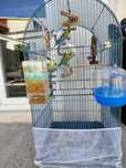 Vând cușcă cu papagali și toate accesoriile