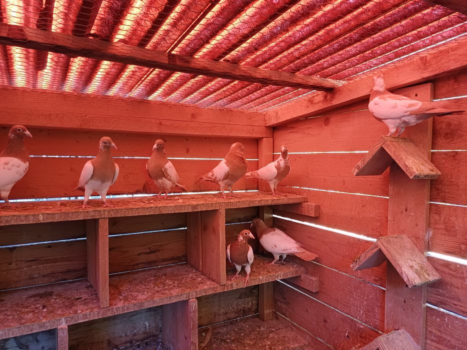 Porumbei voiajori sport meulemans