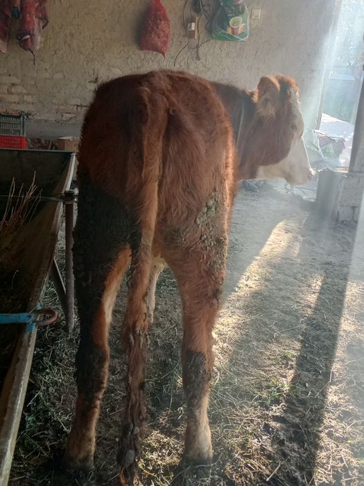 Mol gunochin sotiladi Jondor