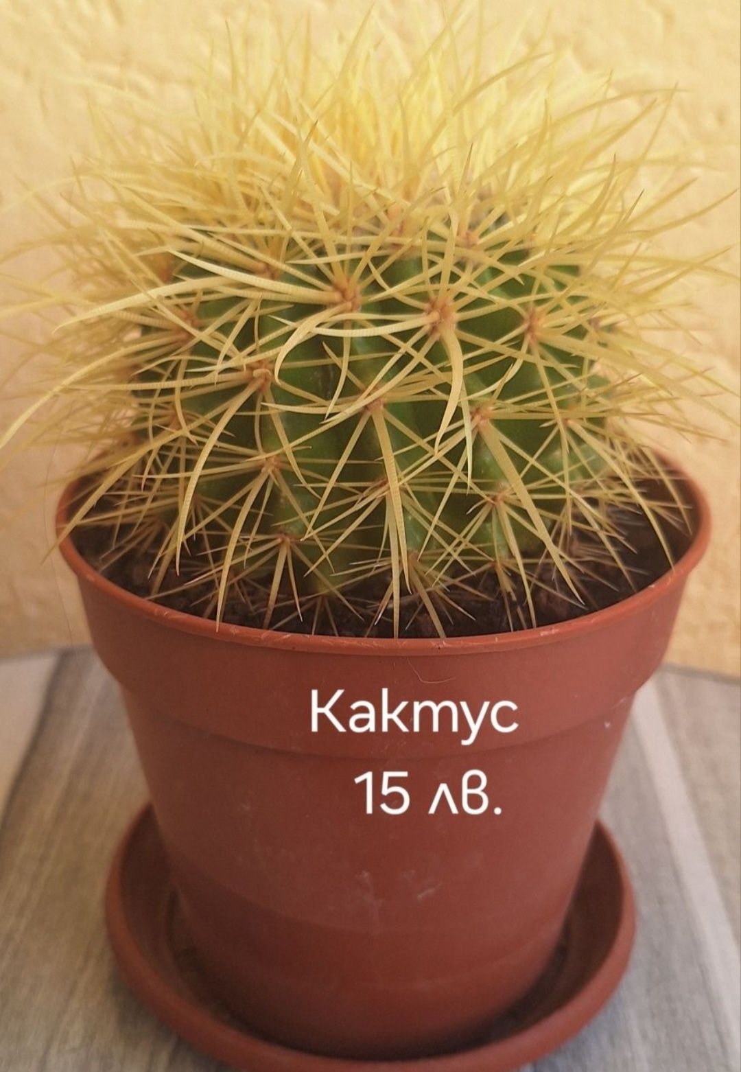 Предлагам стайни  цветя