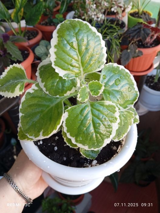 Продам комнатные растения