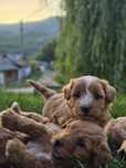 Cățeluși Maltipoo