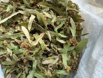 Floare de tei uscat
