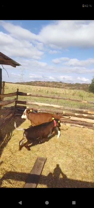 Vând 2 vițele preț 5500 lei.