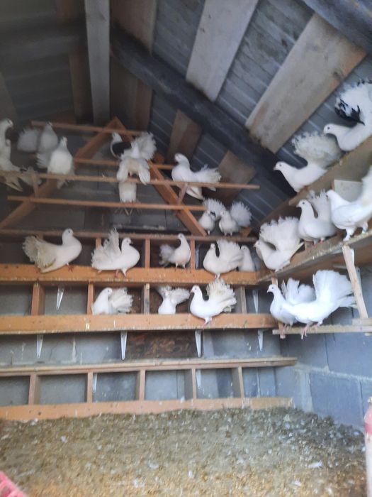 Porumbei Rotati de vanzare