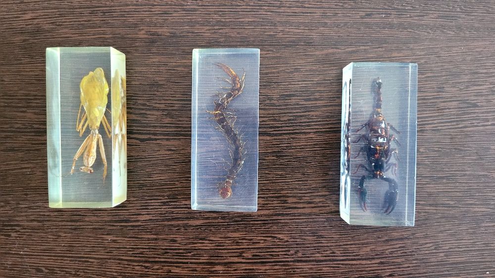 Insecte (reale) in rasina colectia DeAgostini