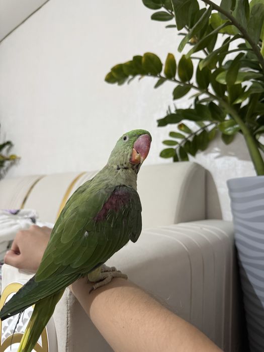 Продам александрийского попугая