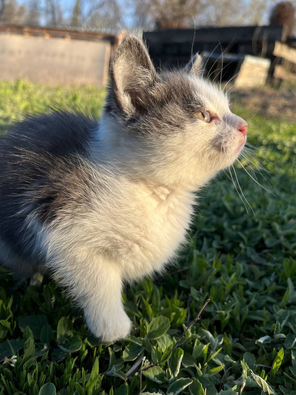 Кошка/котёнок домашняя