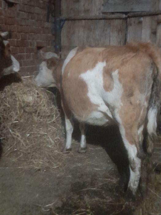 Vând vaca cu lapte la a 2 fătare gestata de 4 lunii