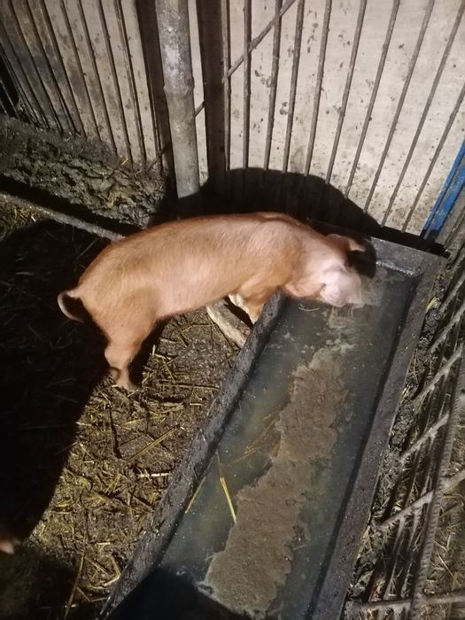 Малки Прасенца Дюрок