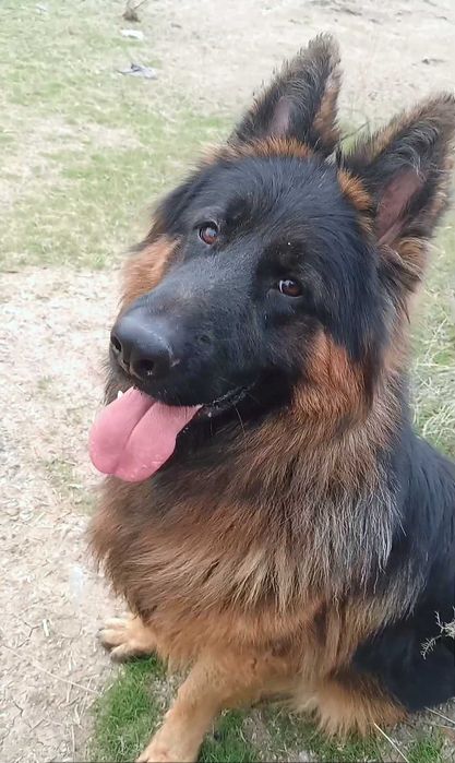 Мъжка немска овчарка търси женска за разплод.