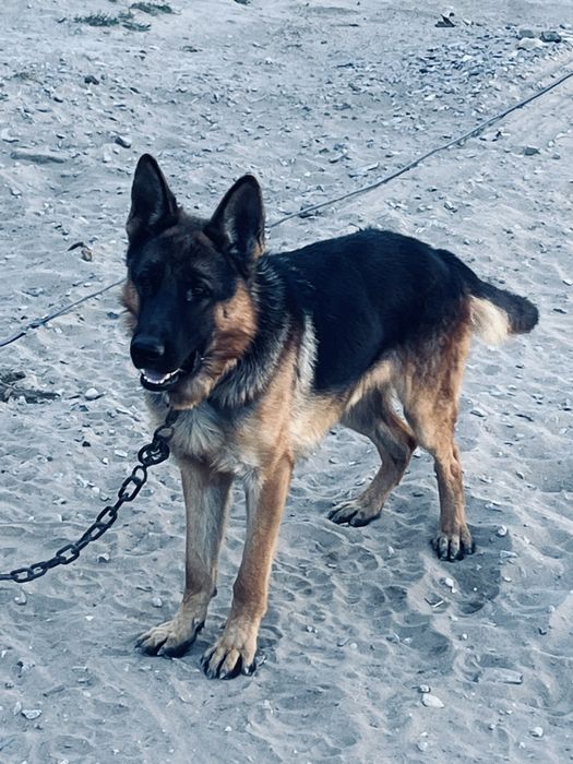 Немецкая овчарка,Еркек 1.5 жас
