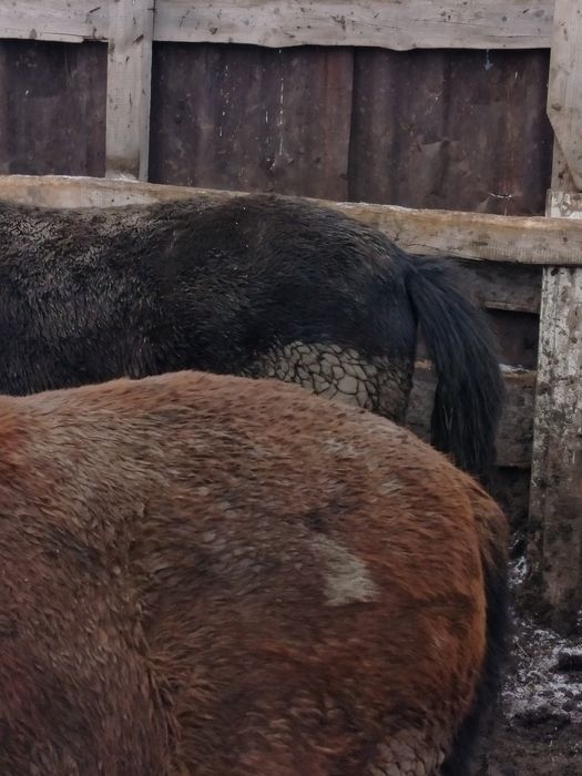 Продам тай 1,8 мес жирный