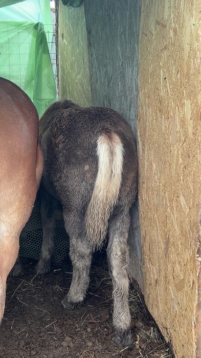 Vând mânză – 5 luni jumate, rasă grea (Ardenez)