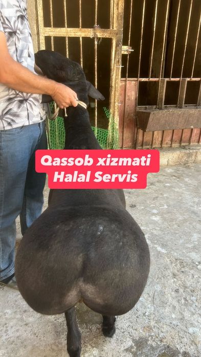 Qassob xizmati halal servis