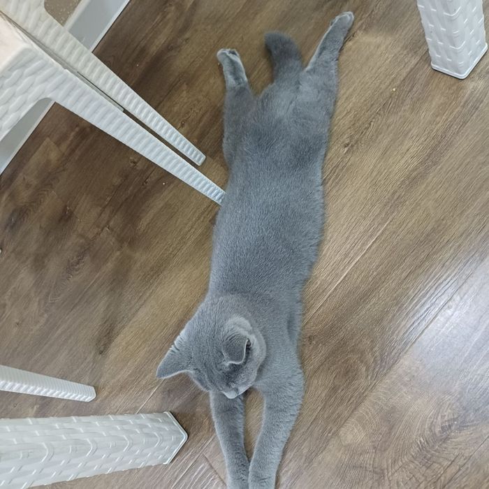 Пародистый кот ( отец Британ а мать Скоттиш фолд)