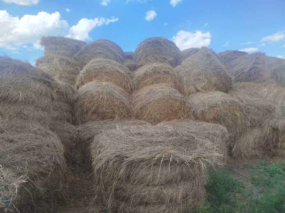 Продам сено прошлогоднее