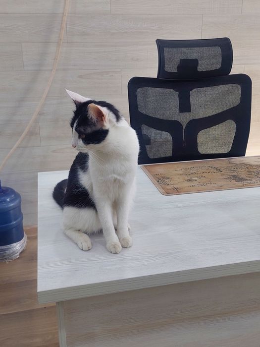 Кошка девочка кастрированная Ташкент