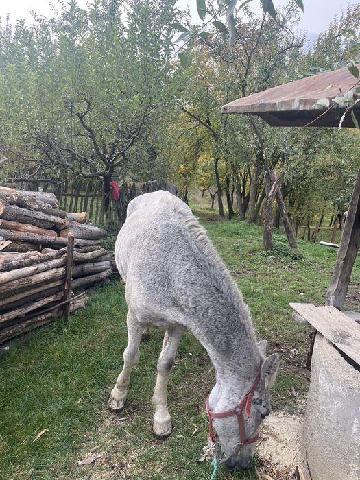 Cal de vanzare de padure sau pentru un om batran