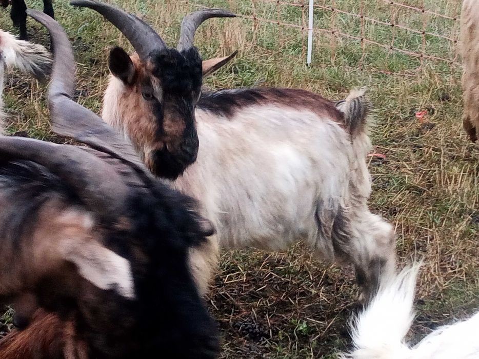 Țapi frumoși de vânzare