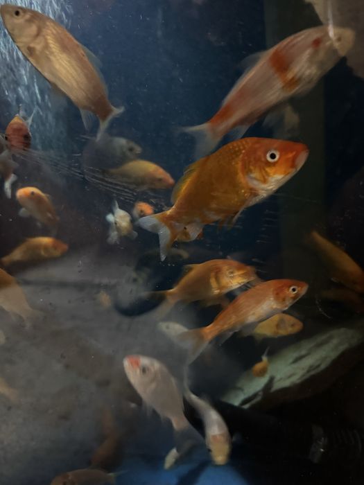 Crap koi 5-17 cm