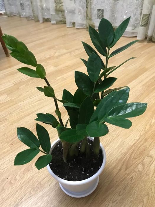 Комнатные цветы