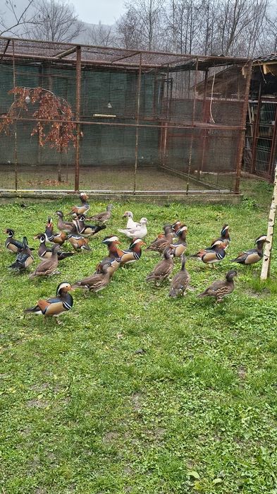 Rațe Mandarine , Caroline