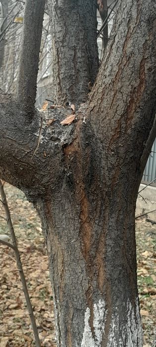 Дрова для шашлыка