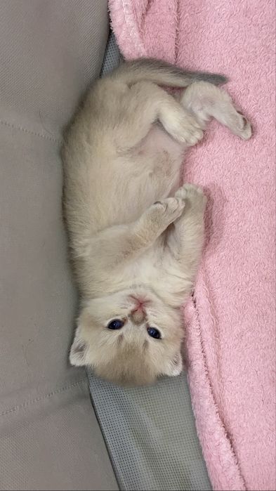 Продам котят породы шотланский шиншиллы