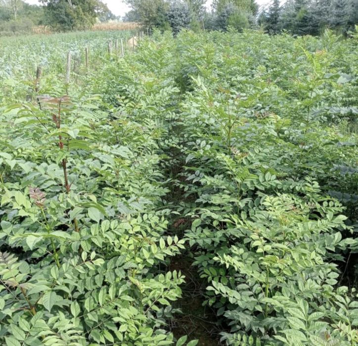 Puteți salcâm  mestecan fag