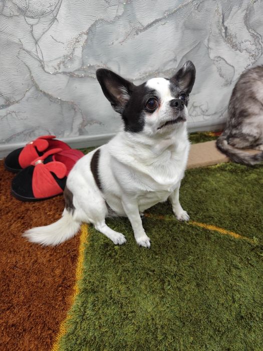 Продам собаку чихуахуа