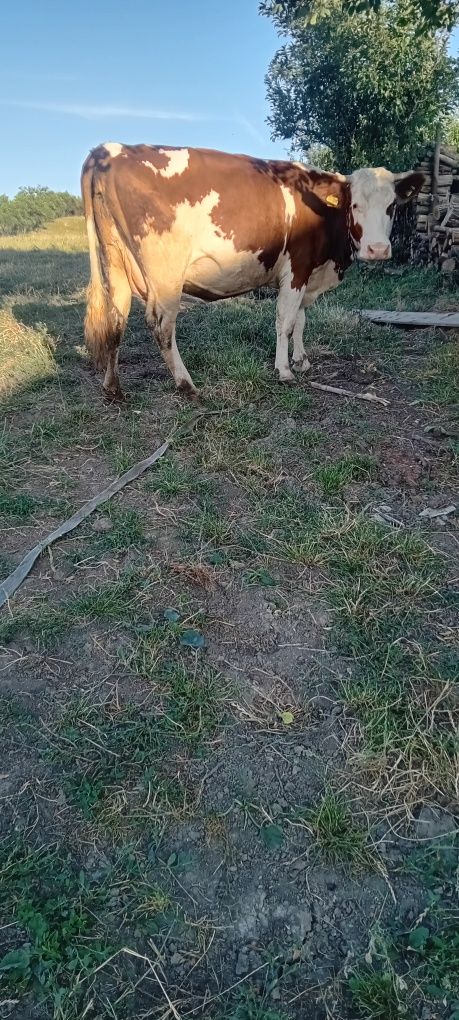 Vacă gestanta 9 luni