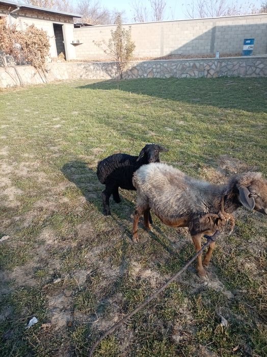 Она бола куй сотилади
