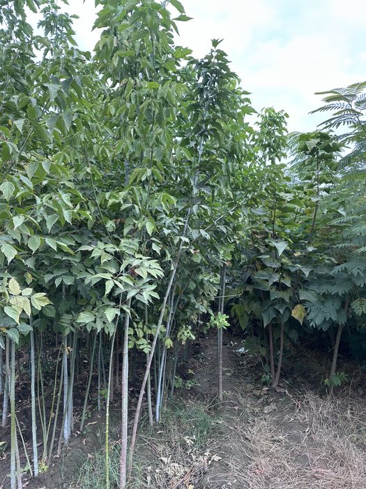 Кучатлар бор Ko’chatlar sotiladi Мевали ва Декотарив