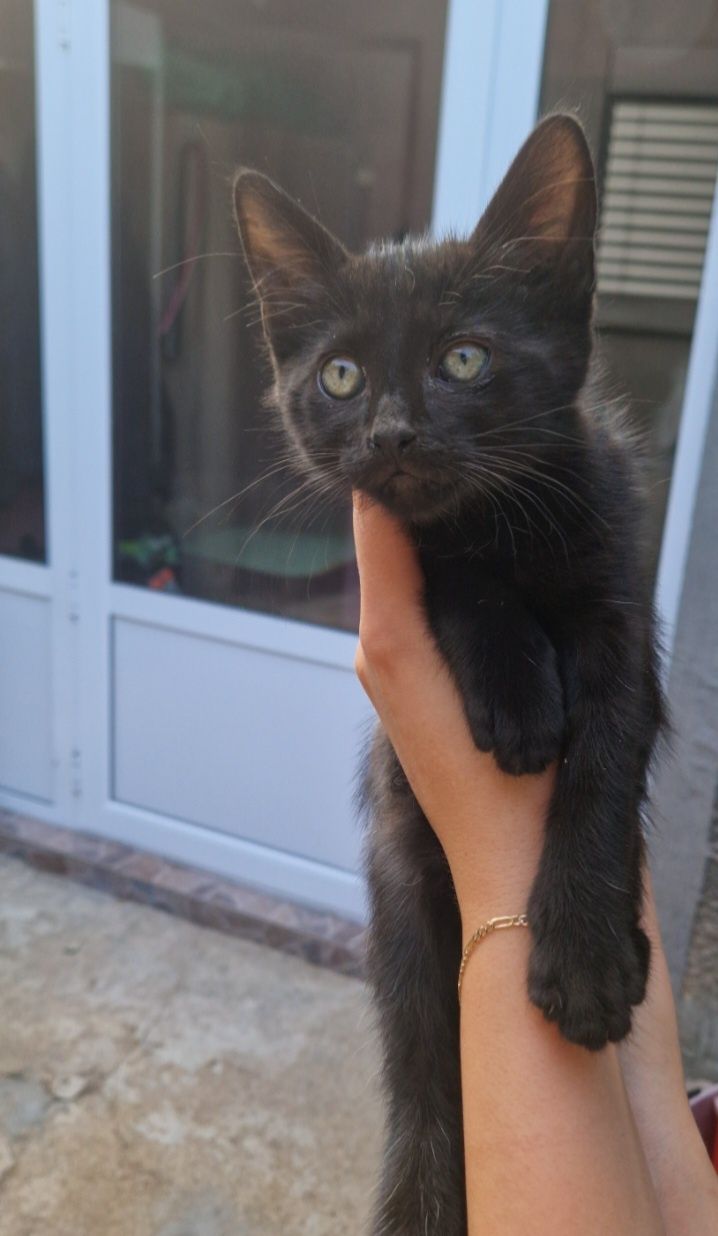 Подарава се мъжко котенце