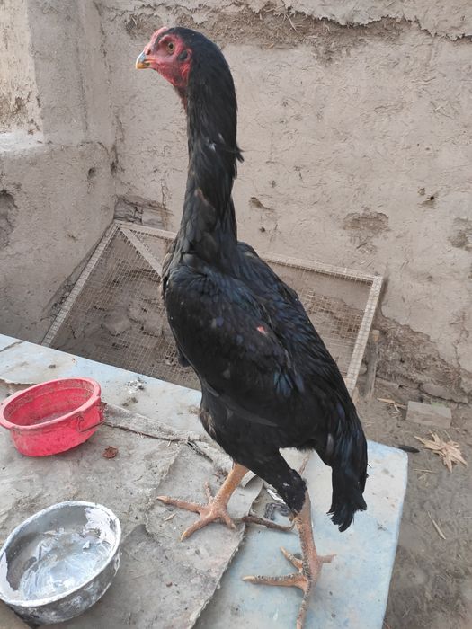 О Шамо жужа тозаси