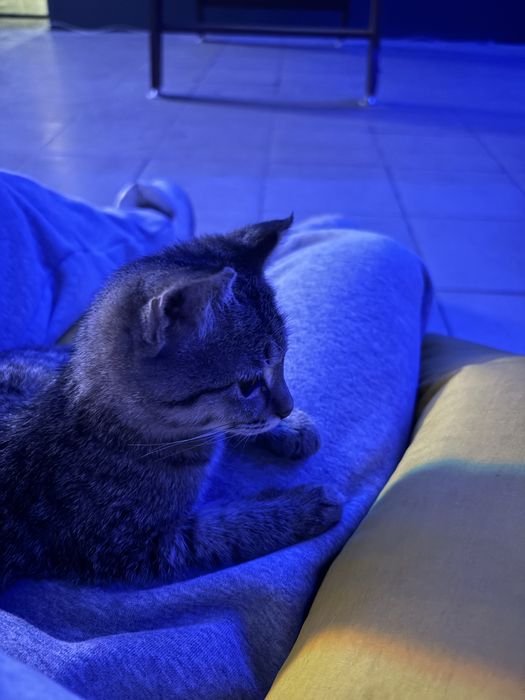 отдам котенка в добрые руки