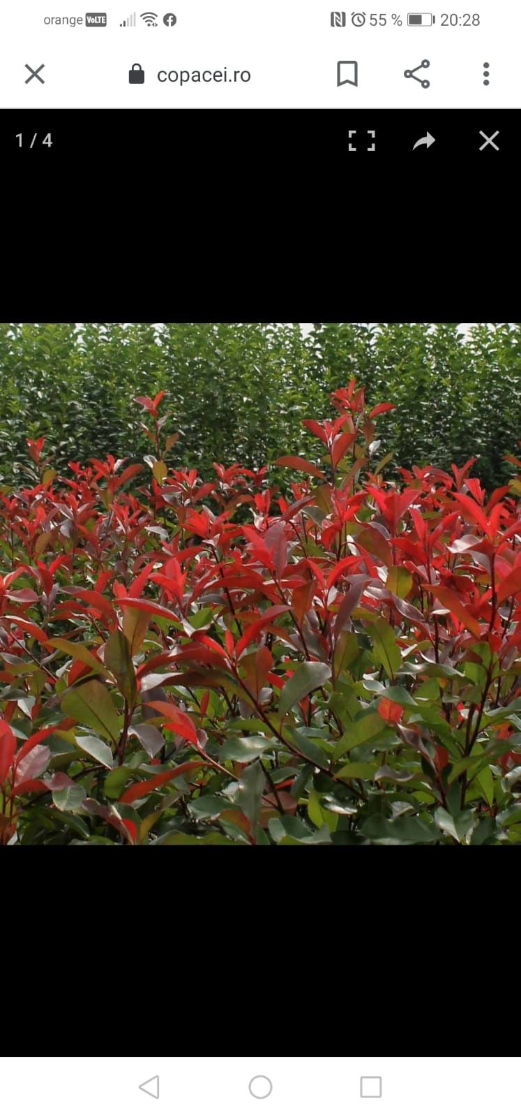 Prunus Laur englezesc si Photinia Red