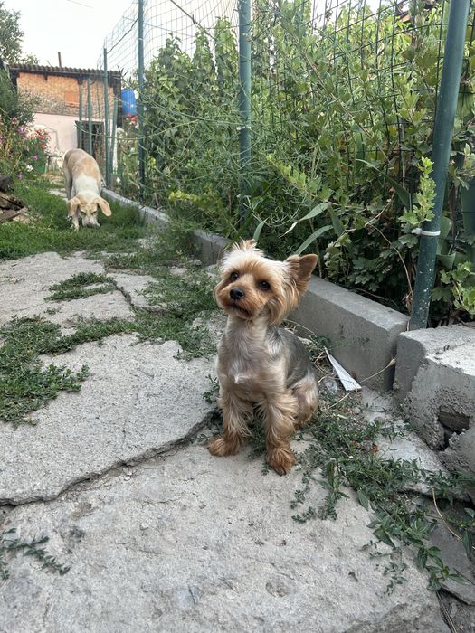 Йоркширский терьер  вязка