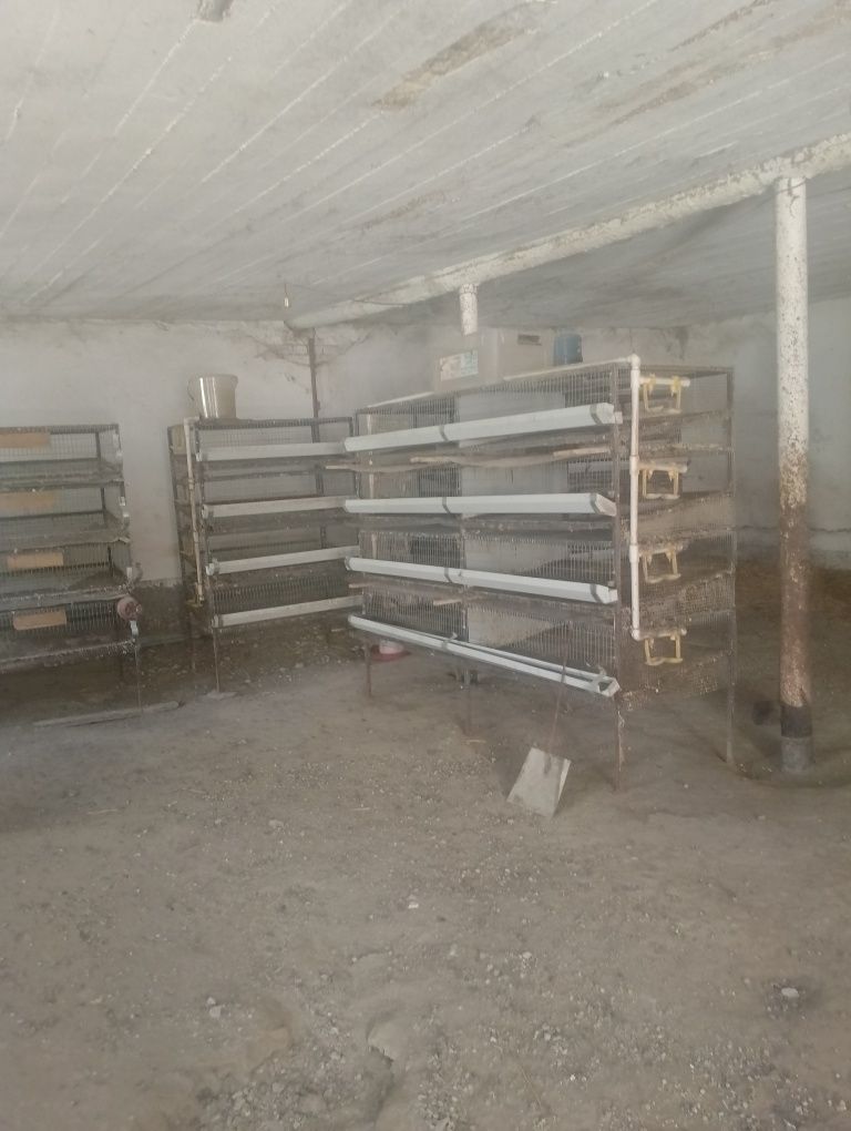 Bedana qafas sotiladi