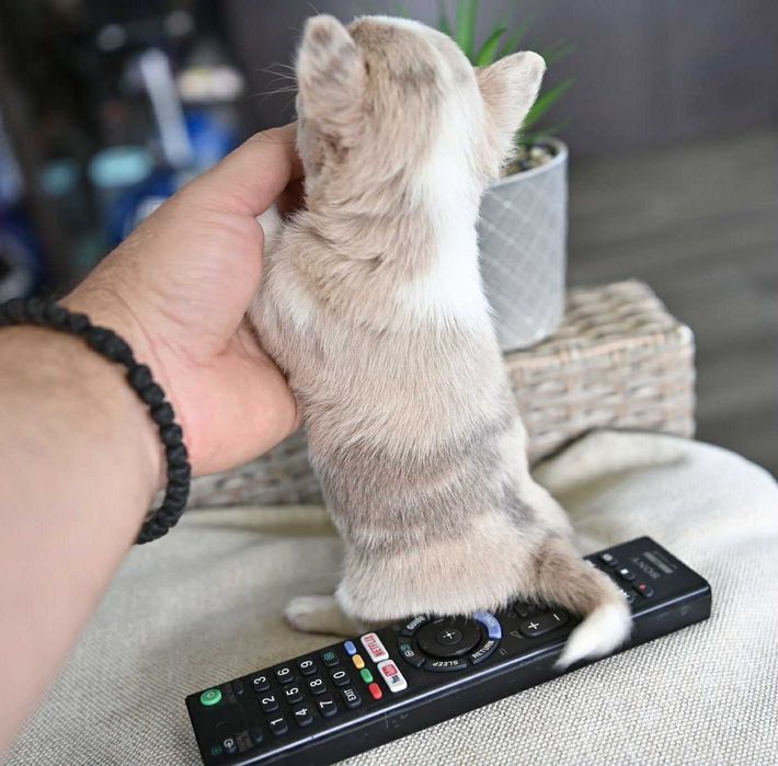 Женско мини чихуахуа лилаво мерле