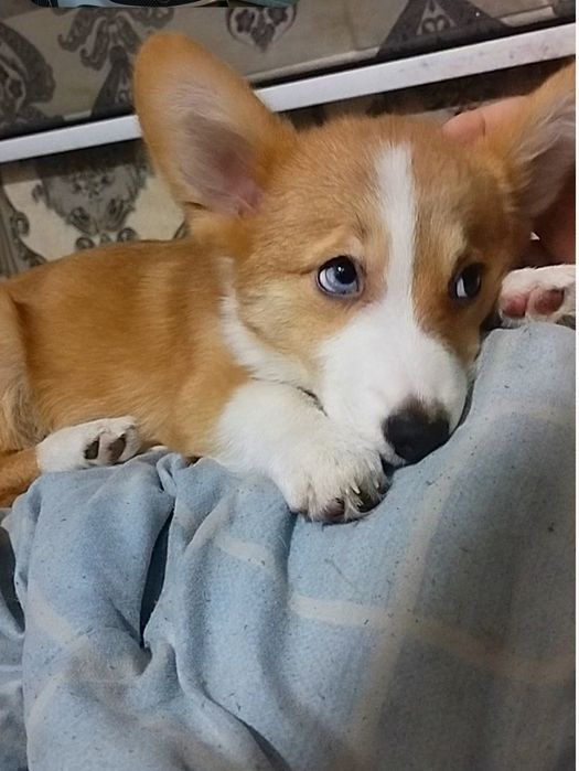 В продаже мальчик вельш пемброк корги