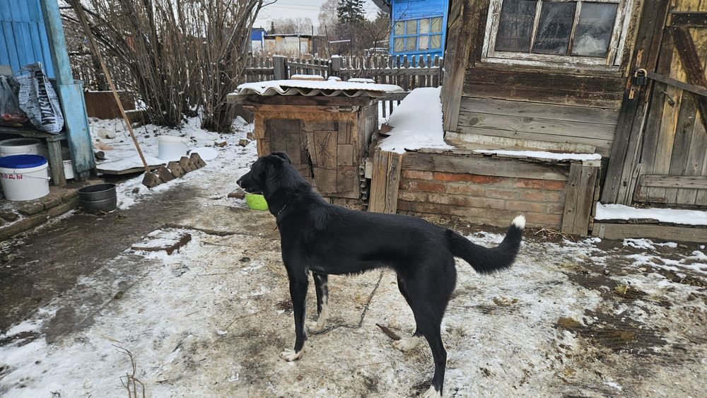 Отдам собаку  в добрые руки